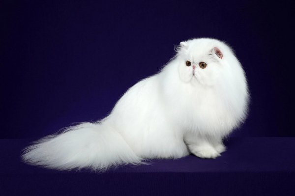 猫托运需要什么手续