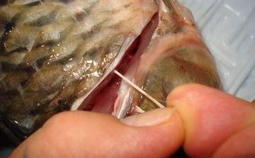 鲤鱼的鱼腥线怎么去除掉