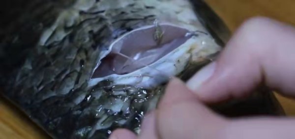 鲤鱼的鱼腥线怎么去除掉