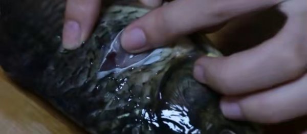鲤鱼的鱼腥线怎么去除掉