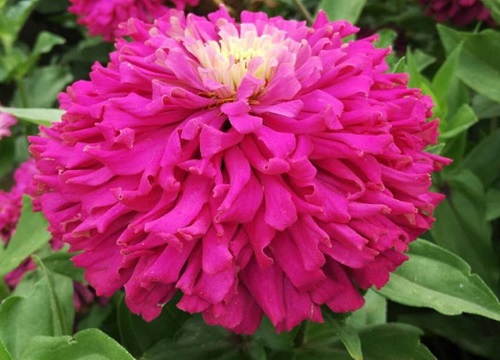 有什么花的花语是友谊