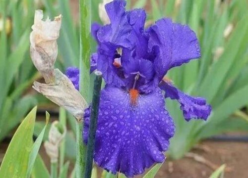 有什么花的花语是友谊