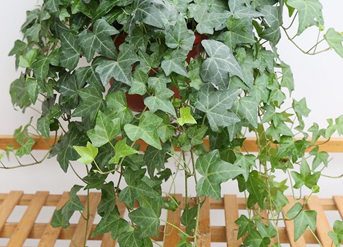 有什么花的花语是友谊