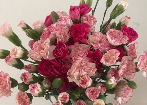 有什么花的花语是友谊