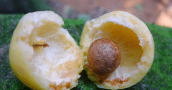 水翁蒲桃果实怎么吃