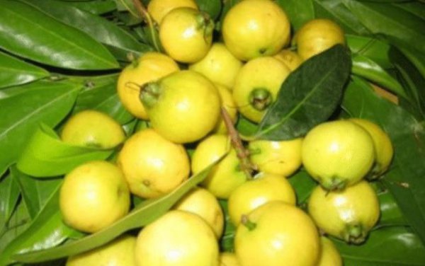 水翁蒲桃果实怎么吃