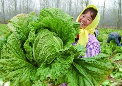 白菜下雪之前要收吗