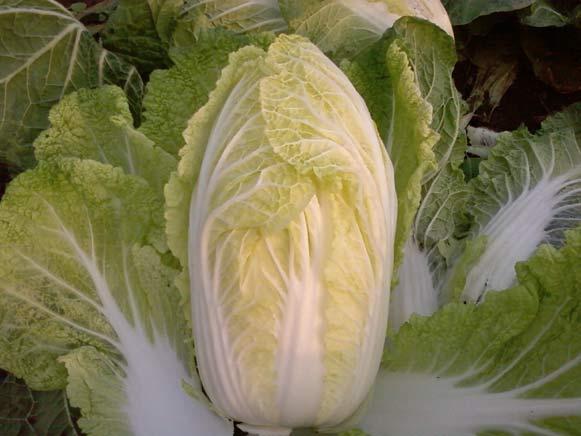 白菜下雪之前要收吗