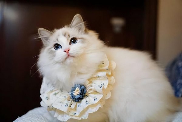 布偶猫是什么猫杂交的