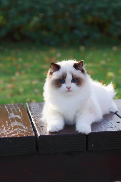 布偶猫是什么猫杂交的