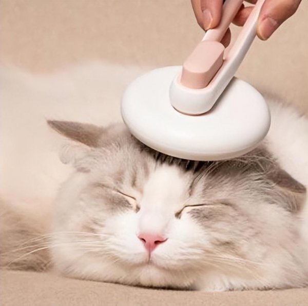 布偶猫是什么猫杂交的