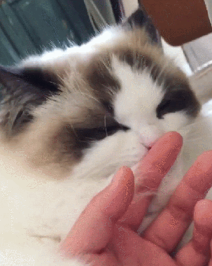 布偶猫是什么猫杂交的