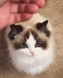 布偶猫是什么猫杂交的