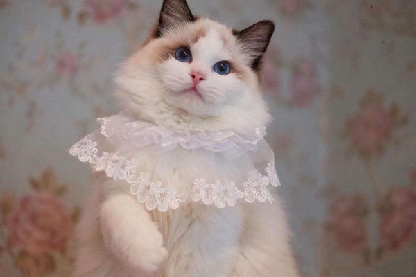 布偶猫是什么猫杂交的