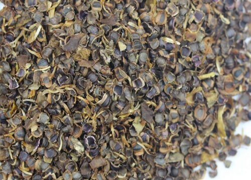 金鸡菊种子什么时候播种最好