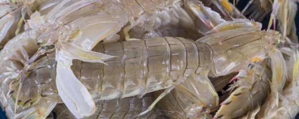 濑尿虾如何保鲜