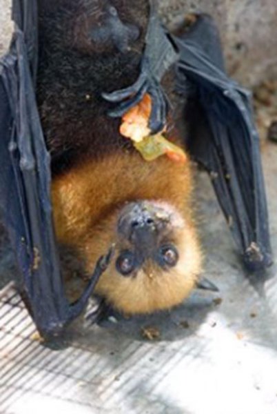 家里出现蝙蝠有何征兆