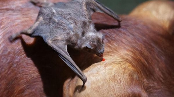 家里出现蝙蝠有何征兆