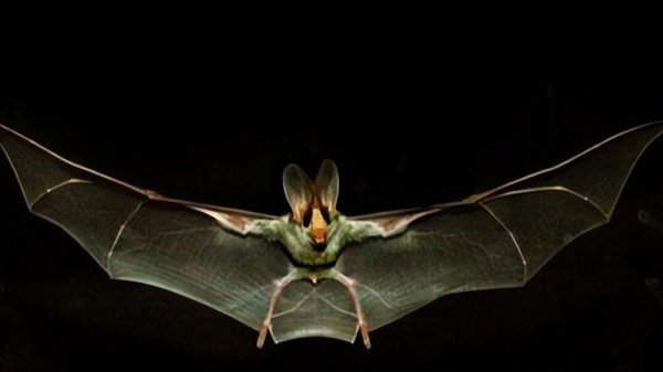 家里出现蝙蝠有何征兆