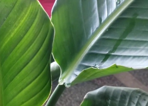 天堂鸟适合放办公室吗