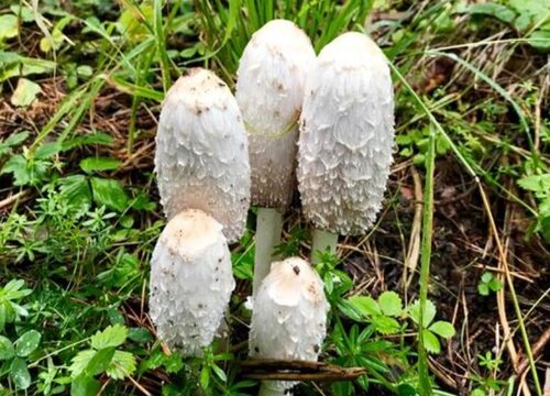 药磨菇生长在什么地方