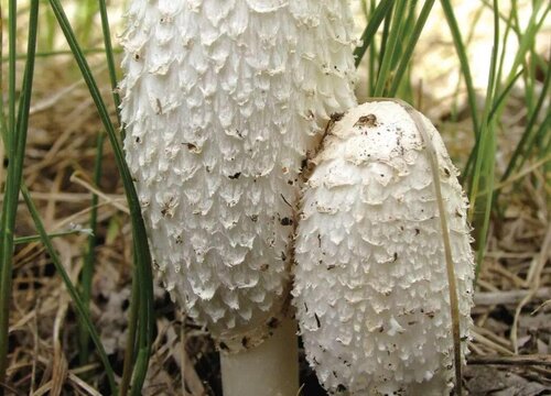 药磨菇生长在什么地方