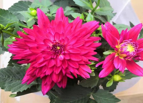 大丽花烂根了补救方法