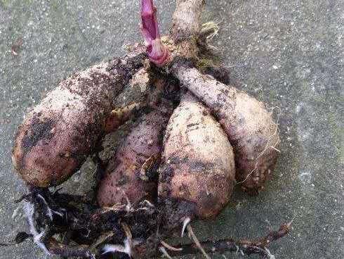 大丽花烂根了补救方法