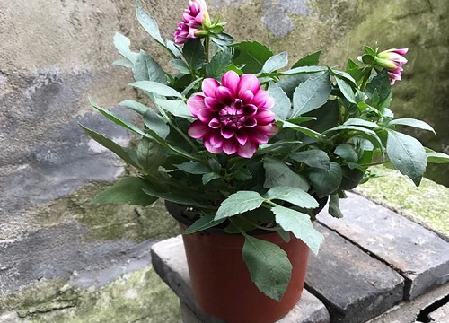 大丽花烂根了补救方法