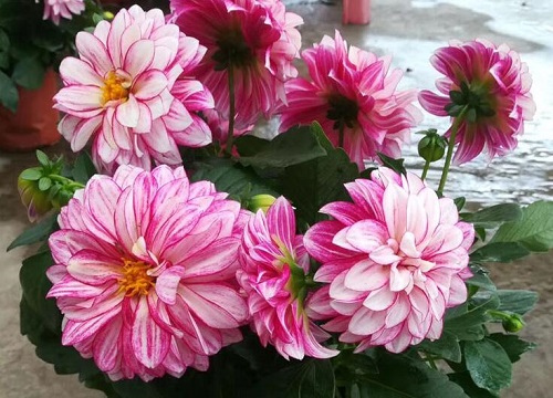 大丽花烂根了补救方法