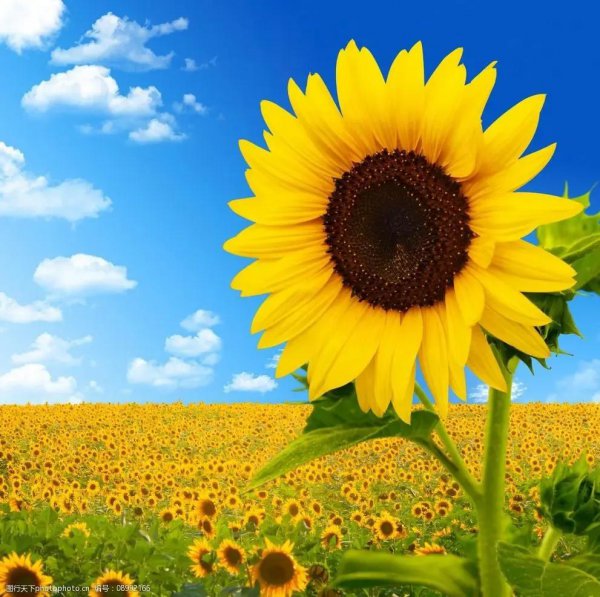 象征友谊的花有哪些