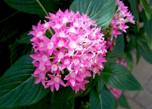 繁星花冬天会死吗