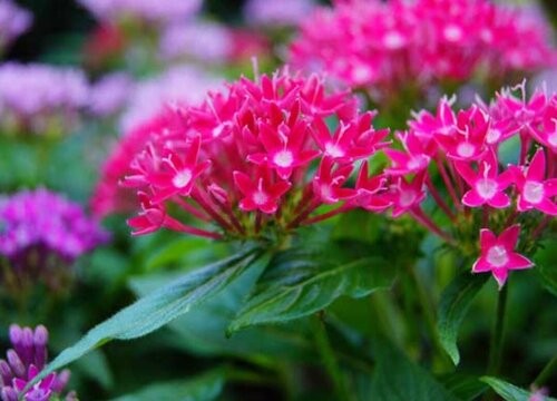 繁星花冬天会死吗