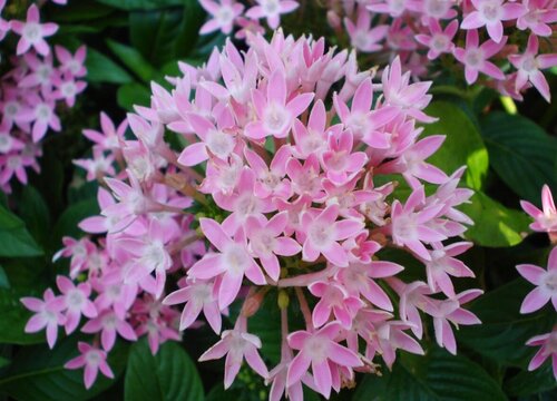 繁星花冬天会死吗