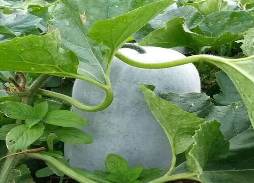 冬瓜一年四季都有吗 属于哪个季节蔬菜