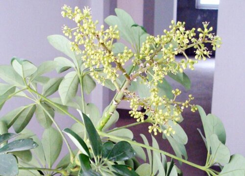 鸭掌木叶片黄瘦小该怎么养