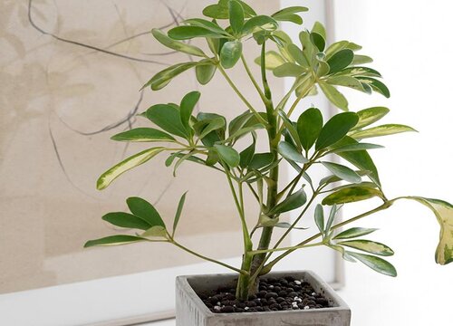 鸭掌木叶片黄瘦小该怎么养