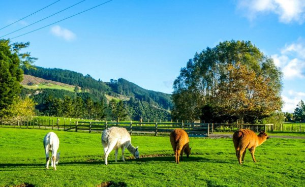 智利在哪个洲的位置
