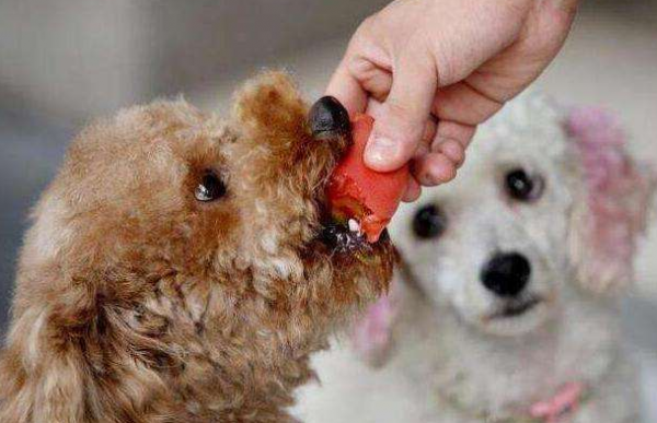 泰迪和比熊哪个好养