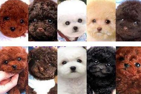 泰迪和比熊哪个好养