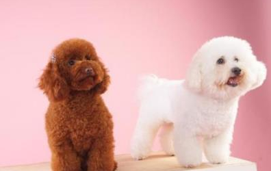 泰迪和比熊哪个好养