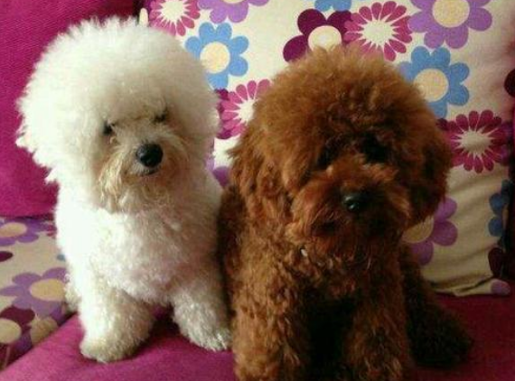 泰迪和比熊哪个好养