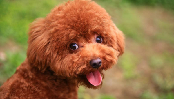 泰迪和比熊哪个好养