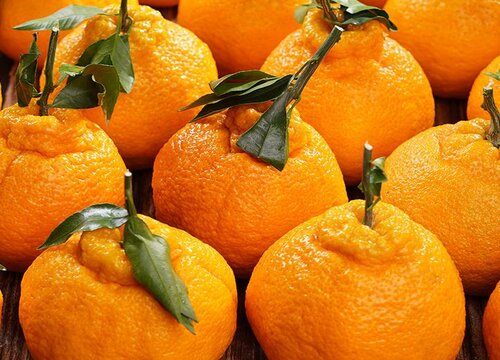 碱性水果有哪些品种