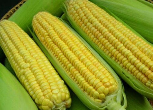 玉米代表什么象征意义