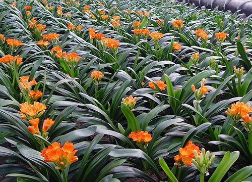 8月怎么养君子兰避免烂根挂掉