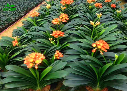 8月怎么养君子兰避免烂根挂掉