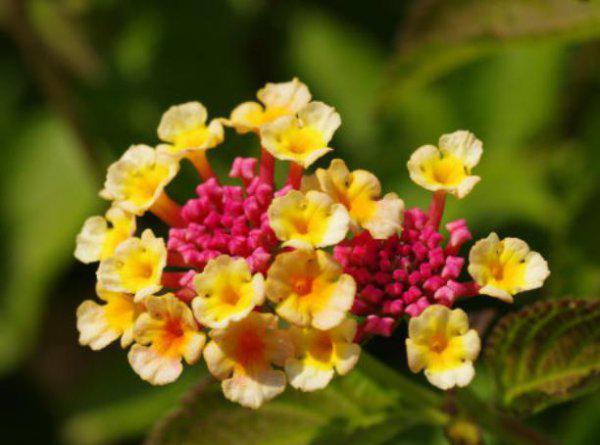 五叶梅一年四季开花吗