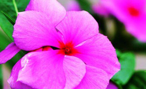 五叶梅一年四季开花吗