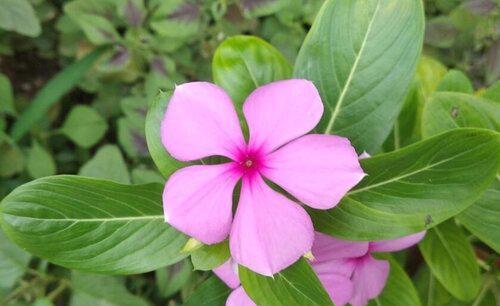 五叶梅一年四季开花吗